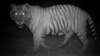 To Avoid Humans, Tigers Take Night Shift