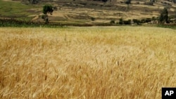 A wheat field in Ethiopia.