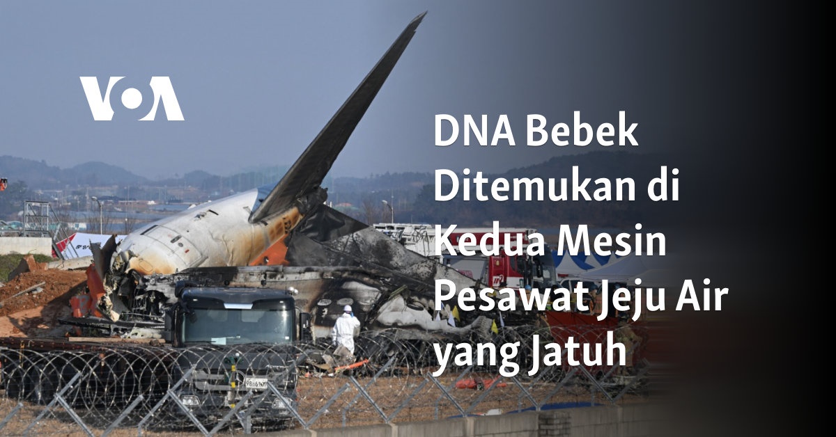 DNA Bebek Ditemukan di Kedua Mesin Pesawat Jeju Air yang Jatuh