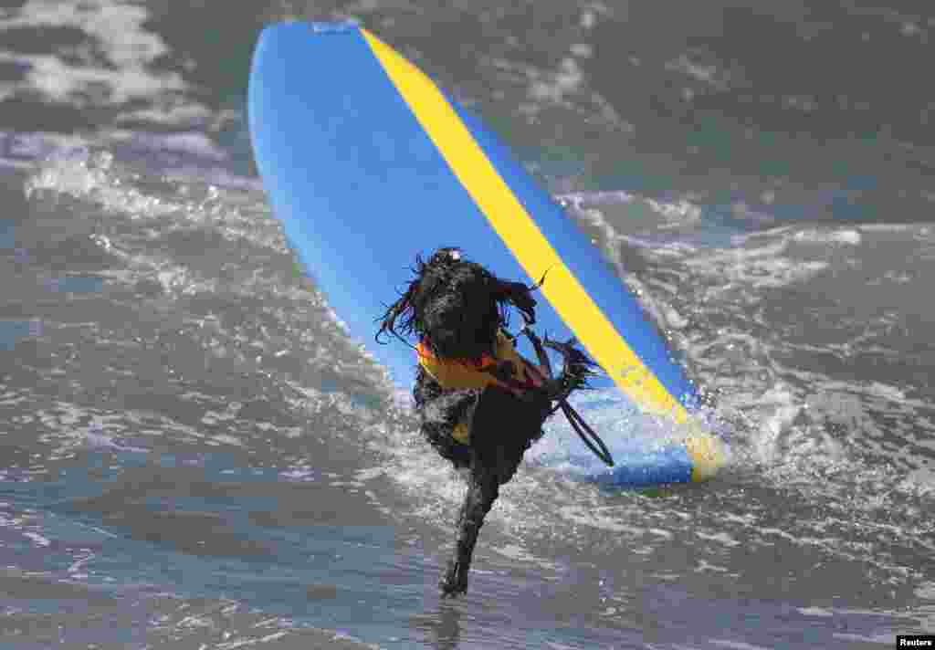 Uma manobra que o cão não conseguiu dominar. Concurso anual de surf para cães, 6ª edição, Huntington Beach, California Set. 28, 2014
