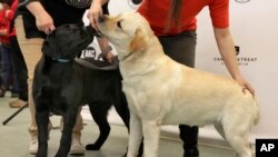 Labrador retrievers Theo, left, and Reggie are introduced as examples of the top-ranked dog breed by the American Kennel Club, in New York, March 21, 2017. Labs held the top spot for a 26th straight year.