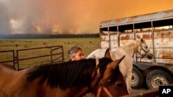 3 Ağustos 2021 - California'nın kuzeyini etkisi altına alan arazi yangınları nedeniyle evinden tahliye edilen bir Amerikalı