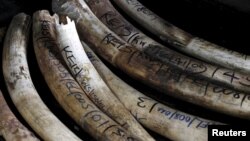 Triều Tiên bị cáo buộc buôn lậu ngà voi, sừng tê qua ngả ngoại giao
