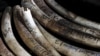 Le trafic d'ivoire s'internationalise en Afrique centrale selon WWF