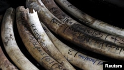 FILE - Elephant tusks recovered from various operations are arranged at the Kenya Wildlife Services