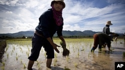 Thai farmers plants a rice crop near Mae Sariang, Thailand. Rice has been the food stable for Thai people for centuries and plays a crucial role in the essence of their culture, (File). 