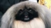 Pekingese 'Best in Show' at Westminster Dog Show