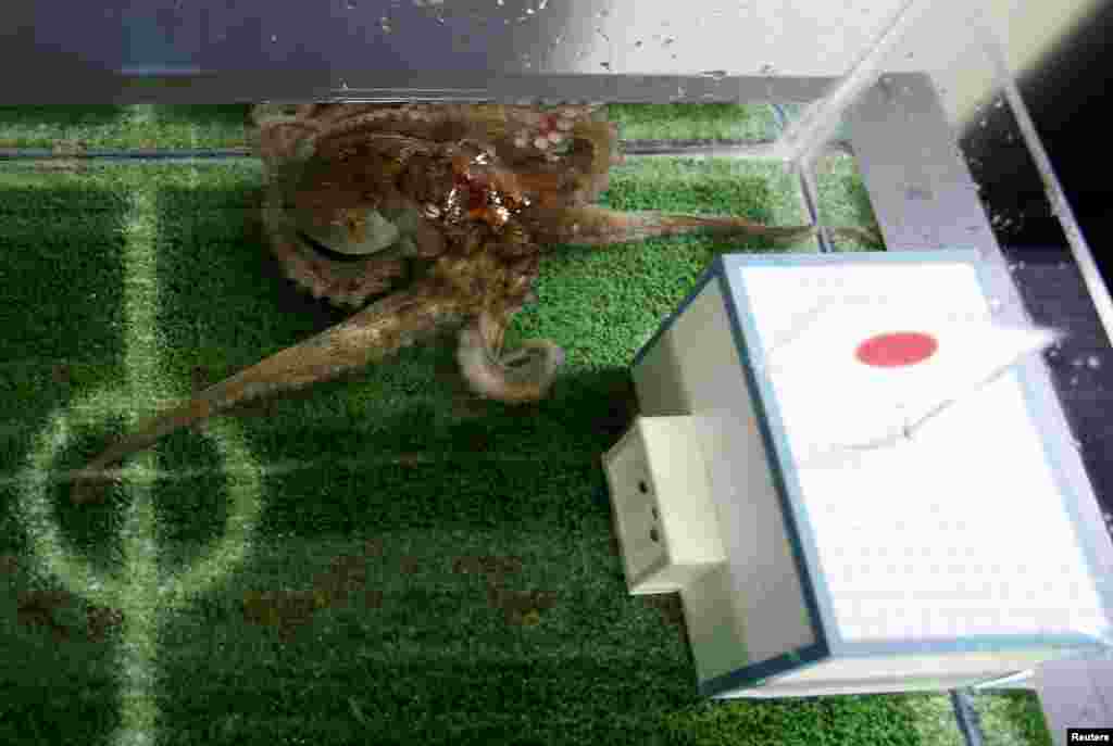 Seekor gurita bernama Hacchan meramalkan kemenangan Jepang melawan Pantai Gading dengan memilih bendera Jepang, di akuarium Stadion Shinagawa Aqua di Tokyo (13/6). Namun Jepang ternyata kalah 2-1.