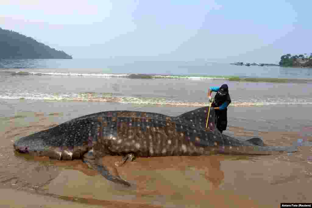 An officer measures the size of a whale shark, stranded at Teluk Betung beach in South Pesisir regency, West Sumatra province, Indonesia.