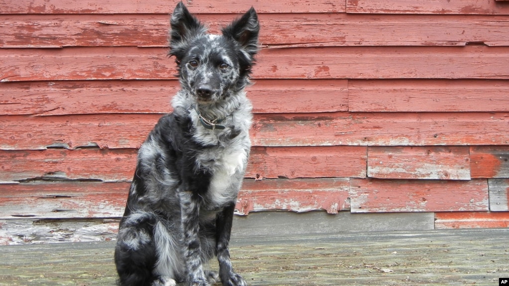 This undated photo, provided by the American Kennel Club, shows the Mudi breed. (American Kennel Club/Amanda Haldeman via AP)