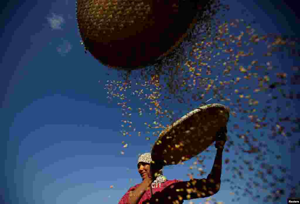 A farmer harvests rice on a field in Lalitpur, Nepal.