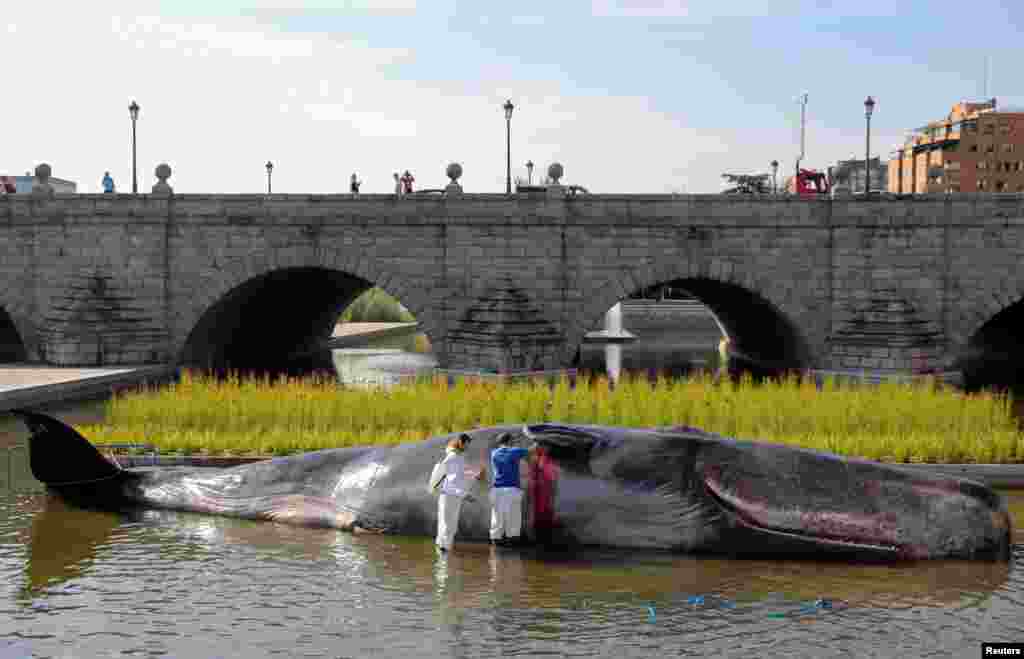 Artists perform a rescue simulation on a realistic fiberglass art installation of a beached whale in the Manzanares river in Madrid, Spain, to raise awareness about the environment.