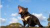 Tasmanian Devil สัตว์พื้นเมืองบนทวีปออสเตรเลียกลับคืนสู่เหย้าหลังสูญพันธุ์ไปราว 3,000 ปี