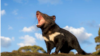 Tasmanian Devils Return to Australia Mainland after 3,000 Years