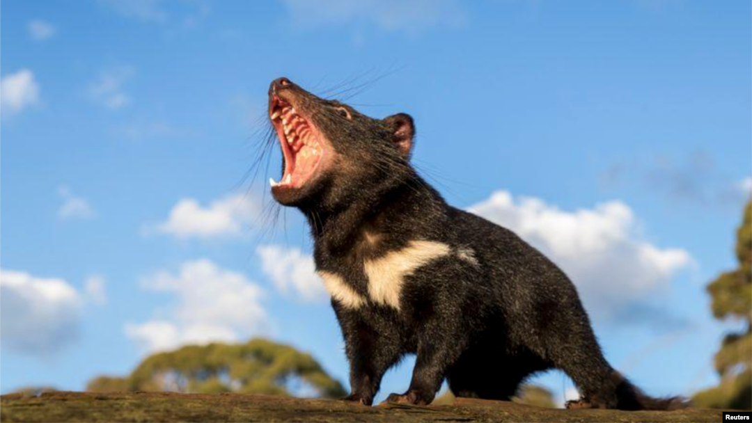 Tasmanian Devil  สัตว์พื้นเมืองบนทวีปออสเตรเลียกลับคืนสู่เหย้าหลังสูญพันธุ์ไปราว 3,000 ปี