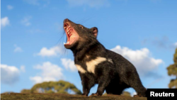 A Tasmanian devil reacts in Australia in this undated handout image. (Aussie Ark/Handout via Reuters)