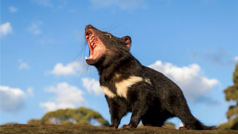 Tasmanian Devils Return to Australia Mainland after 3,000 Years