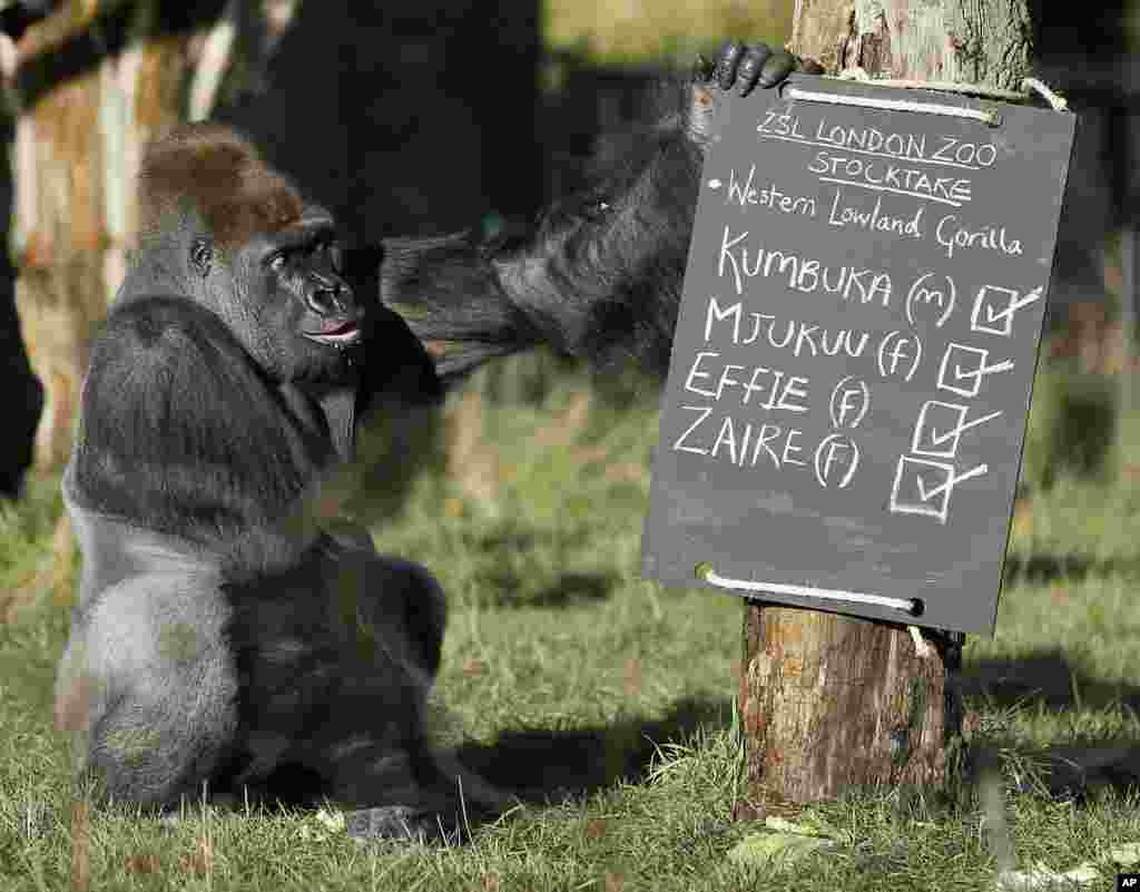 Kumbuka, a male silverback gorilla, inspects the keeper&#39;s chalk board in his enclosure at the London Zoo.