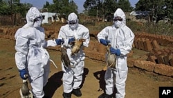 Health department officials and volunteers wear protective gear and cull birds in an effort to check for bird flu, at a poultry farm at Keranga village in Khurda district, India, January 13, 2012.