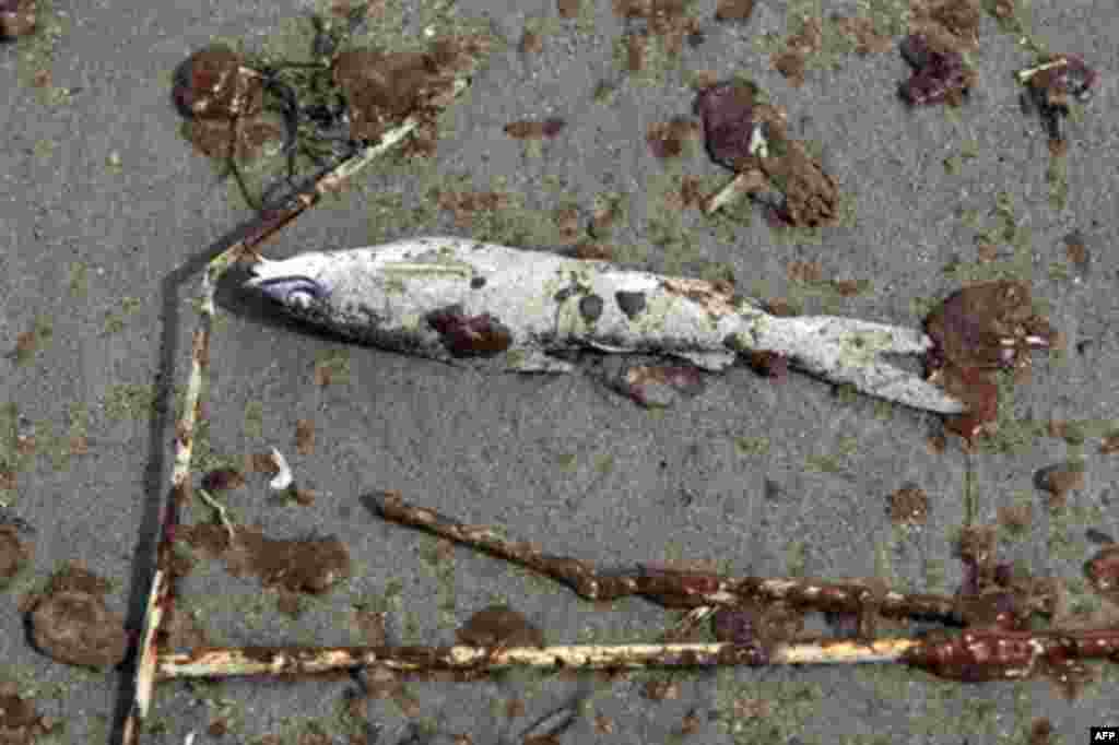 A dead oil-covered fish lies on the beach on Grand Isle, Louisiana, 20 May 2010. (AFP Image)