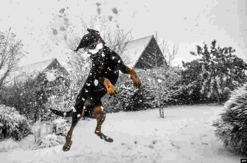 A dog jumps to catch a snowball in Godewaersvelde, France.