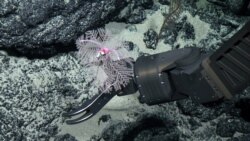 Spesies karang hitam 'Umbellapathes litocrada' dalam foto selebaran tahun 2015 yang diperoleh Reuters tanggal 28 Oktober 2020. (NOAA Office of Ocean Exploration/Handout via REUTERS)