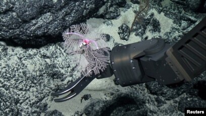 Spesies karang hitam `Umbellapathes litocrada` dalam foto selebaran tahun 2015 yang diperoleh Reuters tanggal 28 Oktober 2020. (NOAA Office of Ocean Exploration/Handout via REUTERS)