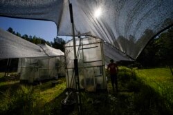 Ginkgo trees being grown with different amounts of carbon dioxide for the Fossils Atmospheres Project at the Smithsonian Research Center in Edgewater, Maryland.