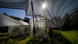 Ginkgo trees being grown with different amounts of carbon dioxide for the Fossils Atmospheres Project at the Smithsonian Research Center in Edgewater, Maryland.