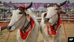 Sepasang sapi yang telah dihias turut meramaikan kontes kecantikan sapi yang digelar di Kota Rohtak, India, Sabtu, 7 Mei 2016. (Foto: AP)