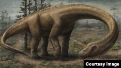 Artist rendering of Dreadnoughtus (Courtesy: Jennifer Hall)