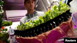 Entrepreneurs enrolled in the Square Roots farming program are growing and selling a variety of greens in the parking lot of a former Pfizer factory in Brooklyn, N.Y., May 5, 2017. The urban farming trend is taking hold in many northern U.S. cities where manufacturing or other enterprises have died out. 