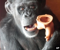 Ninety-eight percent of a chimpanzee's DNA is identical to that of humans.