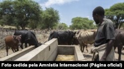 Pastores e gado, Huíla, Angola