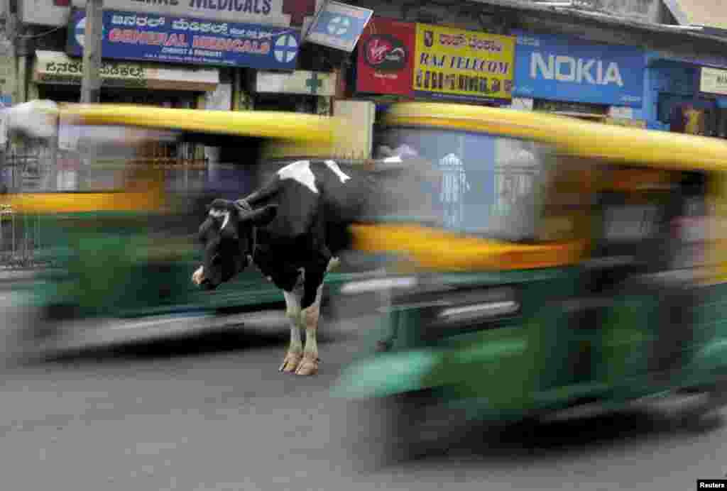 A cow stands in the middle of a busy road as auto-rickshaws pass by in Bengaluru, India.