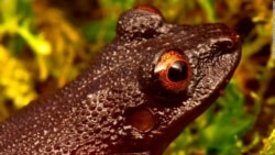 Devil-Eyed Frog