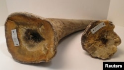 Rhino horns are pictured in this undated handout photo courtesy of the United States Attorney's Office.
