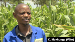 Peter Joseph Dzingami, a far manager in Goromonzi district, March 5, 2019, says that in the previous years farmers would control the fall armyworm. But this year, because there is not much rainfall, and the worms are hatching more than previous years and his harvest has been cut in half.