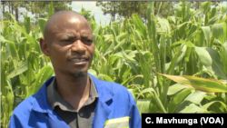  Peter Joseph Dzingami, a far manager in Goromonzi district, March 5, 2019, says that in the previous years farmers would control the fall armyworm. But this year, because there is not much rainfall, and the worms are hatching more than previous years and