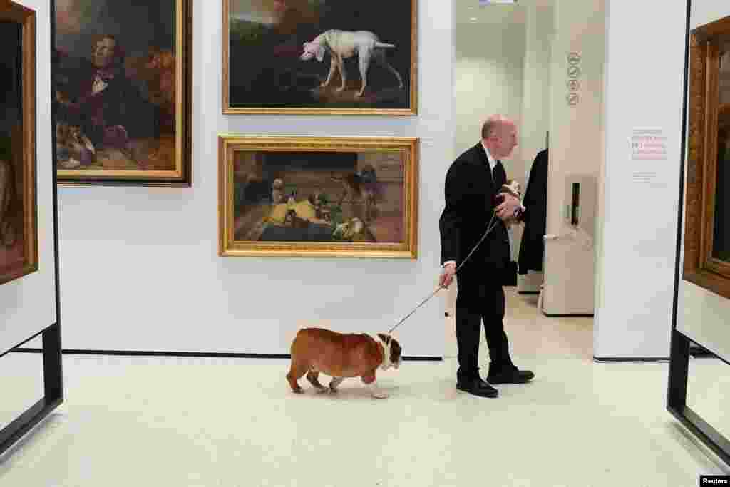 Peter Festa is pictured with his bulldogs at the American Kennel Club&#39;s Museum of the Dog during an revealing of the club&#39;s most popular breeds in New York, New York.