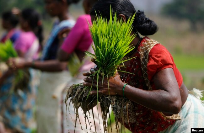 A laborer ties a bundle of rice saplings as others plant them in another field in Karjat, India, March 1, 2016.