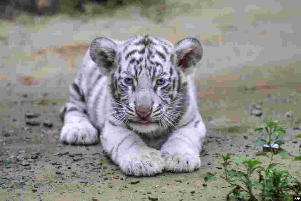 An albino Bengal tiger cub is seen at a zoo in Bangladesh’s second largest city, Chittagong, Sept. 12, 2018.