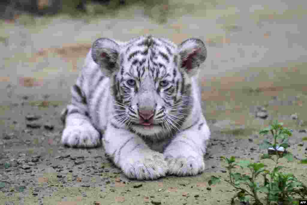 Seekor anak harimau Bengali putih (albino) terlihat bersantai di kebun binatang kota Chittagong, Bangladesh.