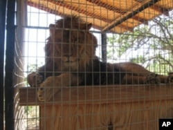 A lion named Cuzy relaxes in an animal enclosure at Cat Haven.