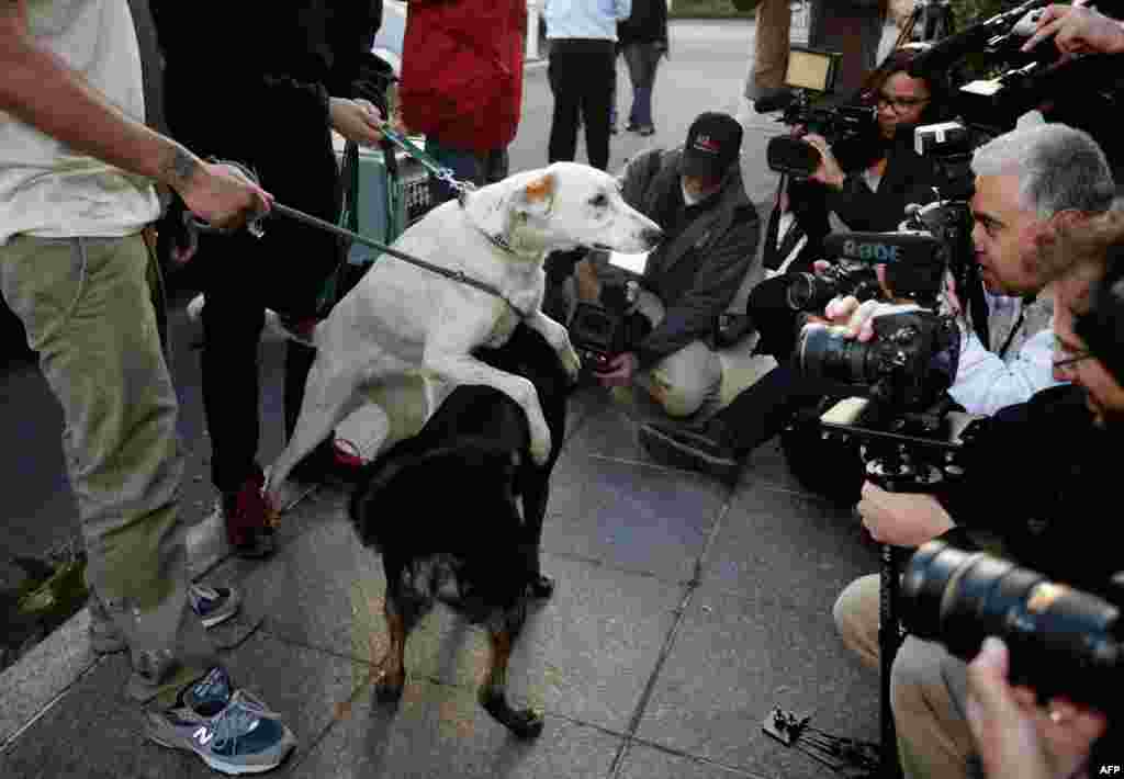 Hai con chó đi lạc từ Sochi, Nga, trước máy ảnh của các nhà báo sau khi đến nhà trú ẩn của Liên minh Giải cứu Động vật Washington ở thủ đô Washington, Mỹ, ngày 27 tháng 3, 2014. Liên minh hợp tác với Hội Nhân đạo Quốc tế mang 10 con chó được giải cứu từ Sochi trong thời gian Thế vận hội mùa đông và tìm nhà cho chúng ở Mỹ. 
