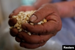 Guadalupe memegang biji jagung di rumahnya di Tepeteopan, negara bagian Puebla, Meksiko, 18 Februari 2020. (Foto: Reuters)