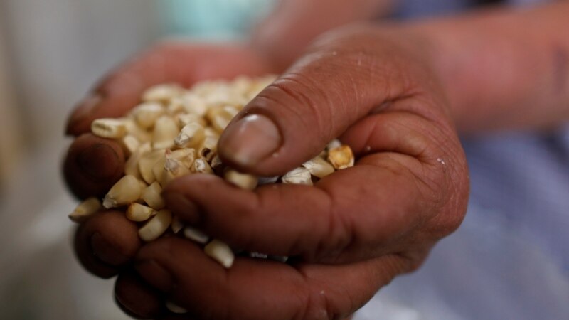 Climate Change Hurts Mexico’s Corn Production