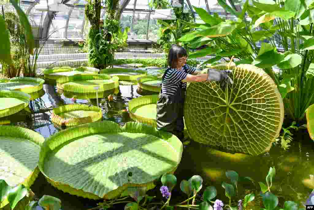 Gardener Roswitha Domine inspects a large leaf of a Victoria water lily in a pond of the greenhouse at Berlin's Botanical Garden as final preparations are made after extensive reconstruction before the greenhouse's re-opening this upcoming weekend.