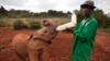 More Elephants Die in Hwange Cyanide Poisoning Disaster