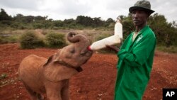 A baby orphaned elephant is fed milk from a bottle by a keeper,in Nairobi, Kenya, June 5, 2013. (AP Photo/Ben Curtis)